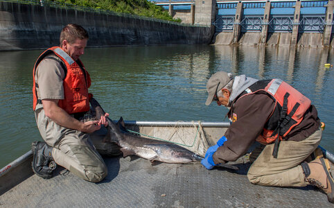 Fisheries crew netting paddlefish-1 photo