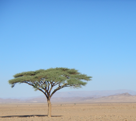 Tree desert morocco