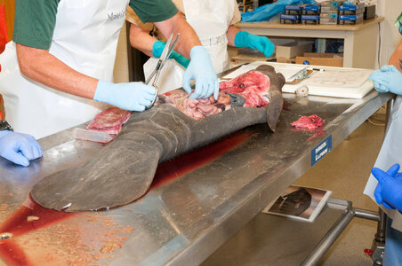 Marine Mammal Stranding Course at NCTC-2