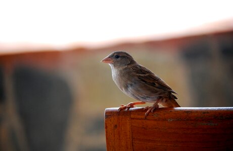 Natural wildlife wild