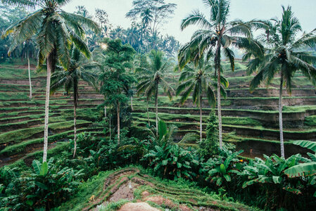 Rice Terraces Bali photo