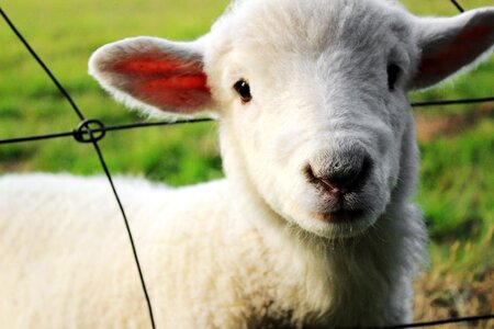 Lamb isolated countryside