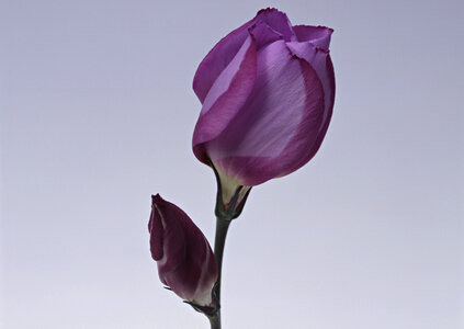 Purple artificial eustoma