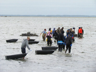 Refuge staff and volunteers and The Nature Conservancy volunteers build oyster castles-1