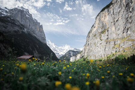 Yellow Flowers & Swiss Mountains photo