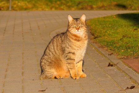 Animal cat claw