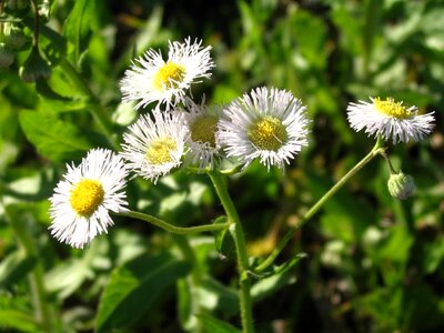 Daisy flowers sunshine