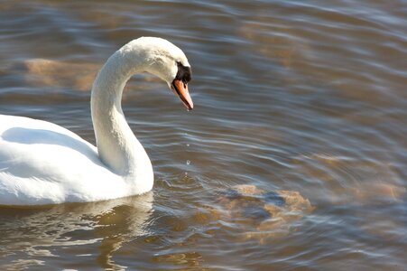 Bird mute swan perspective photo