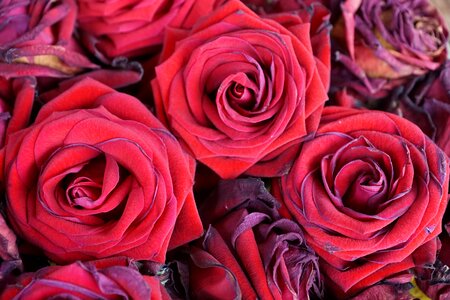 Nature valentine's day wedding