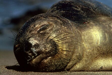 Harbor Phoca vitulina seal photo