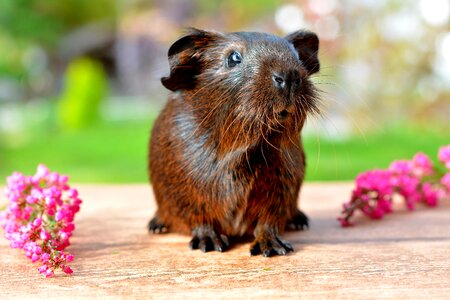 Nager rodent animal