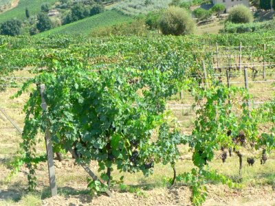 Estate vineyard 