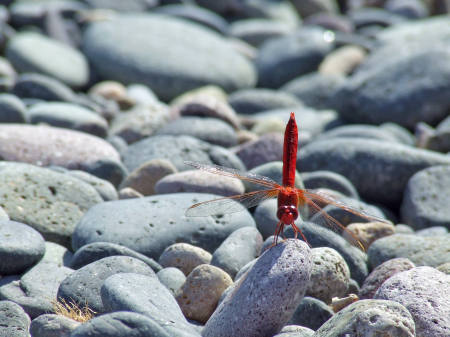 Insect pebble close up