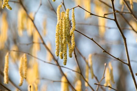 Branch flora food photo