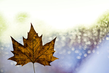Autumn Single Maple Leaf