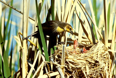 Yellow-headed Blackbird feeding young photo