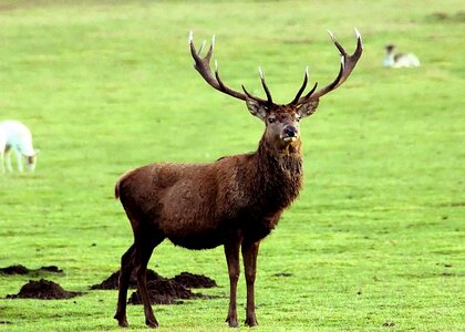 Animal wildlife wild