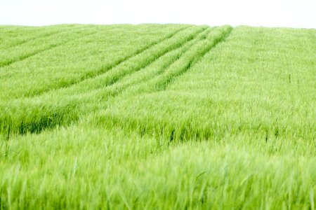 Grass Plants greenery 