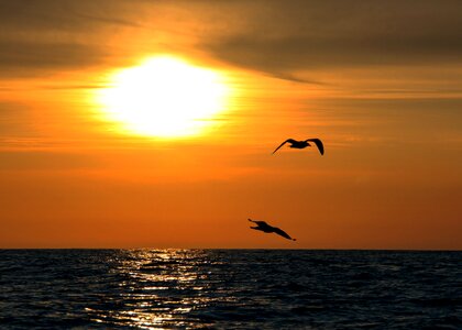 Ocean twilight seagulls photo