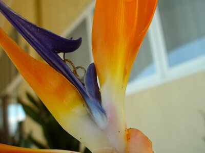 Bird bloom blossoming