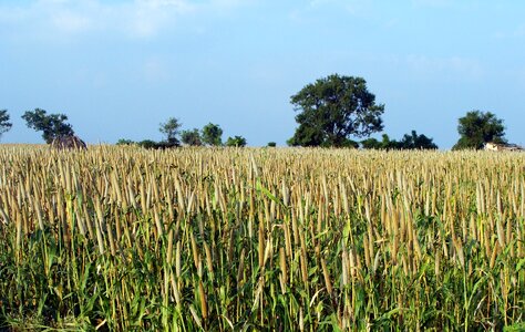 Crop spike cereal