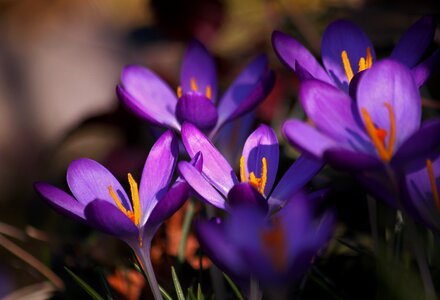 Spring purple spring flower photo