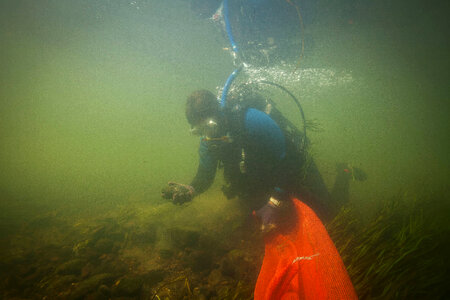 Diver collects freshwater mussels-1 photo