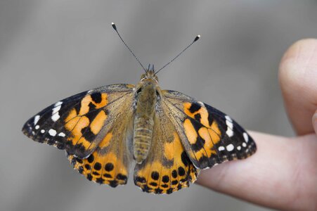 Animal arthropod biology