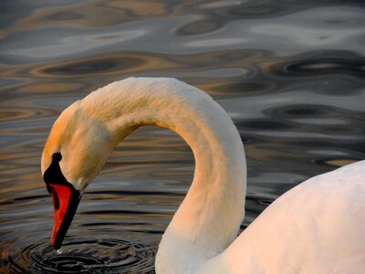 Bird swan aquatic bird photo