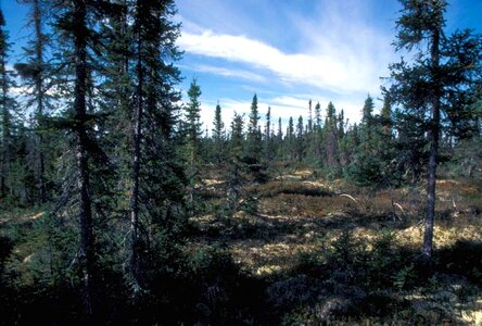 Black crescent forest
