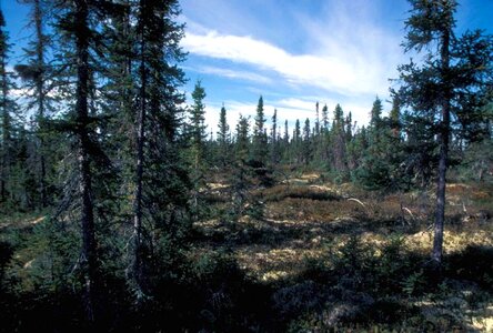 Black crescent forest photo