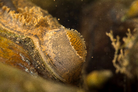 Plain pocketbook mussel-2