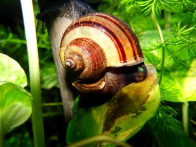 Macro spiral mollusk photo