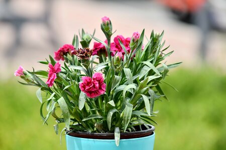 Bouquet carnation flowerpot photo