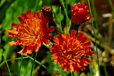 Red orange plants