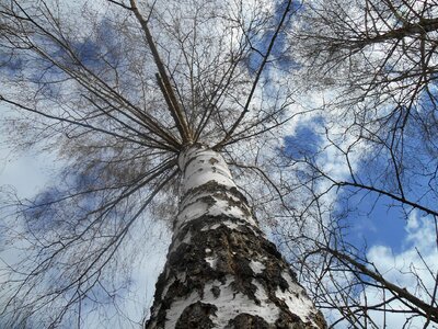 Sky view white stem mood