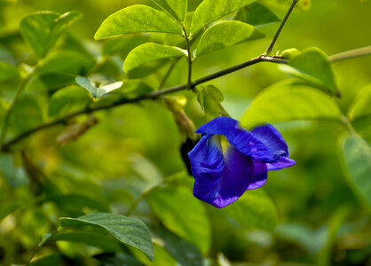 Blue lilac flowers closeup