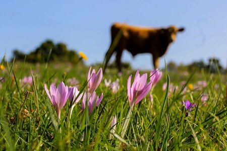 Beautiful Flowers bloom blooming