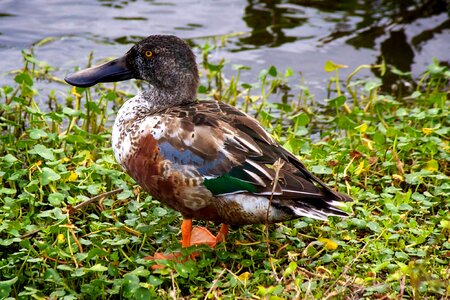 Animal bird duck photo