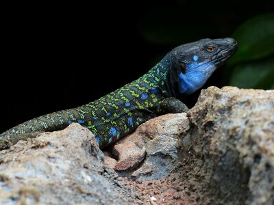 Keck canaries lizard gallotia galloti