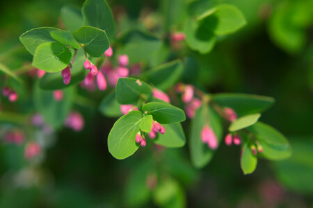 flowers photo