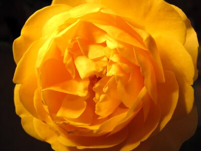 Yellow roses macro flower