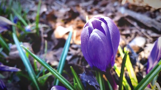 Beautiful bloom garden