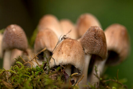 Inocybe photo