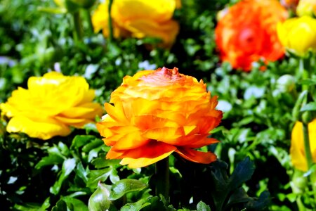 Beautiful Flowers bloom blooming
