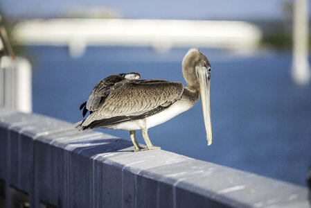 Pelican standing on the rail photo