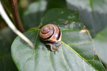 Small helix close-up photo