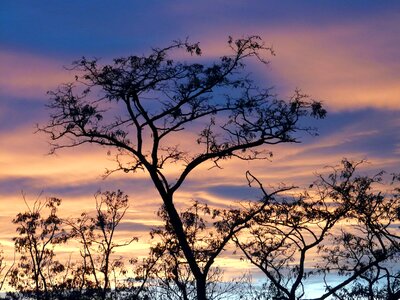 Afterglow tree abendstimmung photo