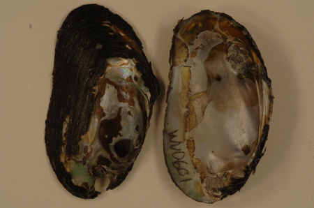 Elliptio complanata-2