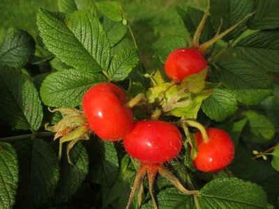 Fruit healthy close up photo